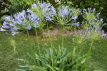 agapanthus africanus twister agapanto