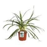 agapanthus africanus twister agapanto 2