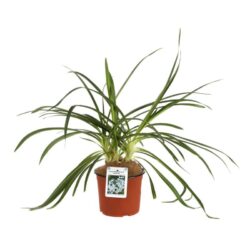 agapanthus africanus twister agapanto 2