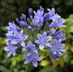 agapanthus africanus twister agapanto 3