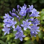 agapanthus africanus twister agapanto 3