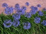 agapanthus ever sapphire agapanto 1