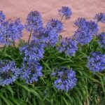 agapanthus ever sapphire agapanto 1
