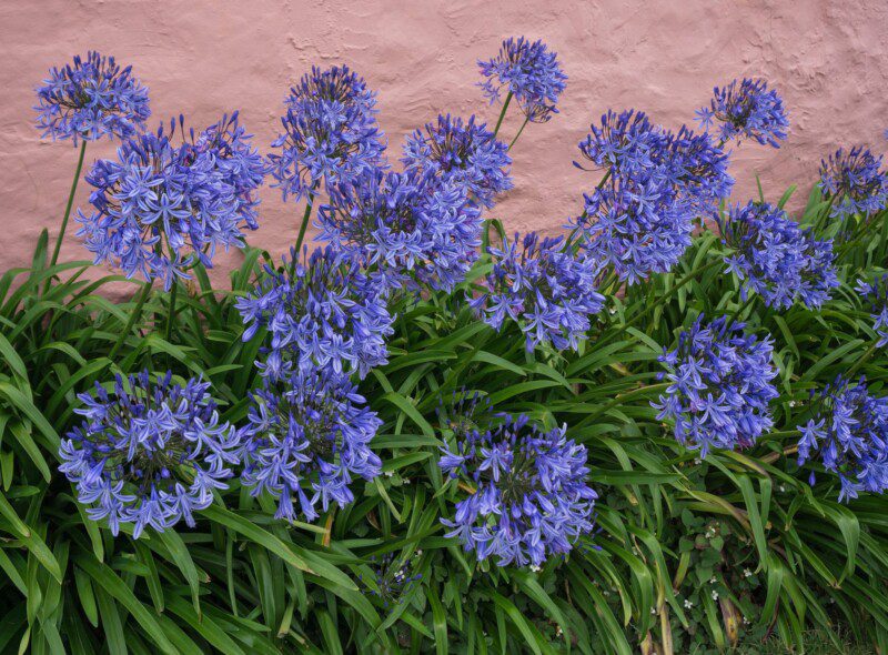 agapanthus ever sapphire agapanto 1 agapanthus ever sapphire agapanto 1