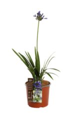 agapanthus ever sapphire agapanto