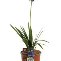 agapanthus ever sapphire agapanto