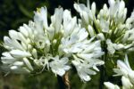 agapanthus ever white agapanto 1