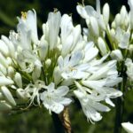 agapanthus ever white agapanto 1