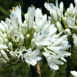 agapanthus ever white agapanto 1