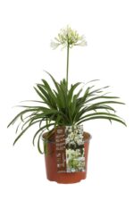 agapanthus ever white agapanto