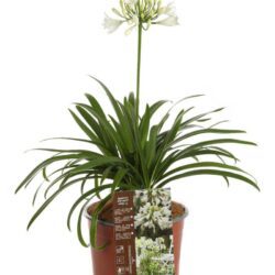 agapanthus ever white agapanto