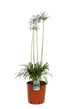agapanthus orientalis peter pan agapanto 1
