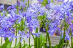 agapanthus orientalis peter pan agapanto