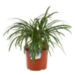 agapanthus orientalis peter pan agapanto 2