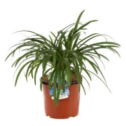 agapanthus orientalis peter pan agapanto 2