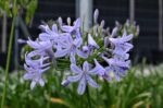 agapanthus orientalis peter pan agapanto 3