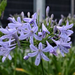 agapanthus orientalis peter pan agapanto 3