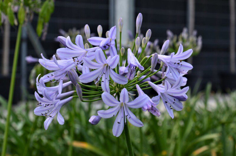agapanthus orientalis peter pan agapanto 3 agapanthus orientalis peter pan agapanto 3