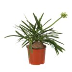 agapanthus polar ice agapanto 1