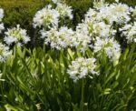 agapanthus polar ice agapanto