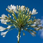 agapanthus polar ice agapanto 2