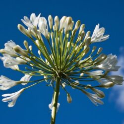 agapanthus polar ice agapanto 2