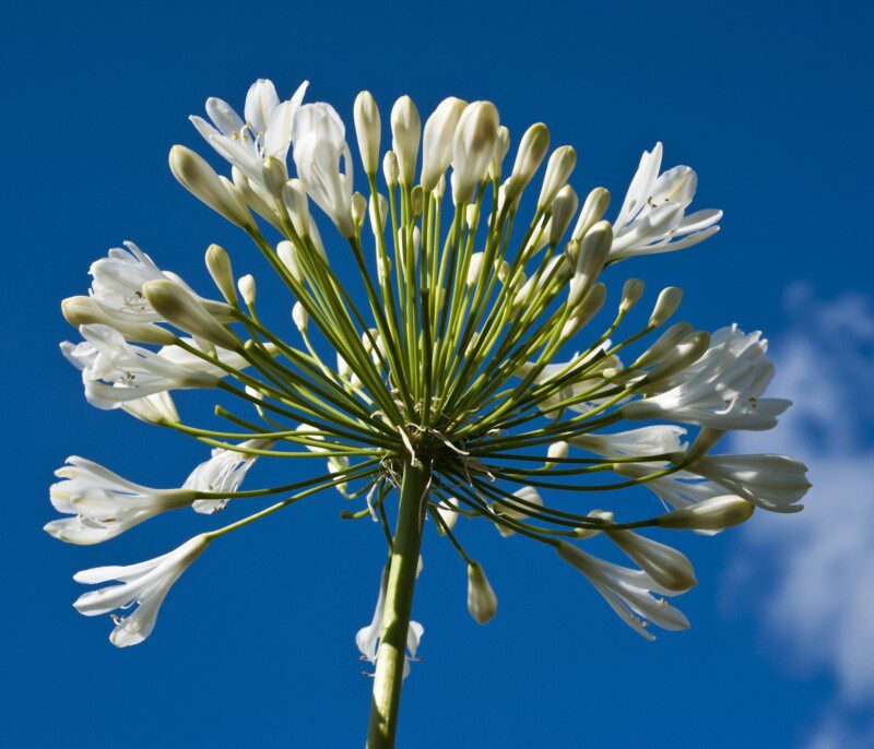 agapanthus polar ice agapanto 2 agapanthus polar ice agapanto 2