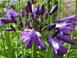agapanthus poppin purple agapanto 1