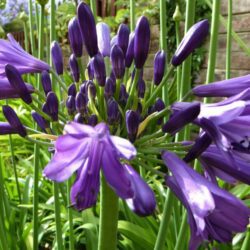 agapanthus poppin purple agapanto 1