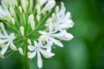 agapanthus umbellatus bianco agapanto 1