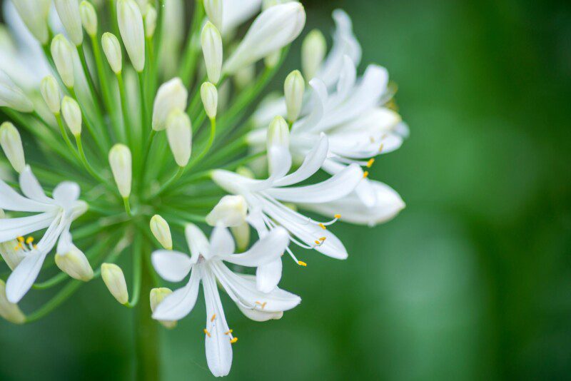agapanthus umbellatus bianco agapanto 1 agapanthus umbellatus bianco agapanto 1