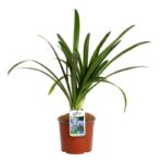 agapanthus umbellatus blue agapanto 1