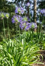 agapanthus umbellatus blue agapanto
