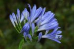 agapanthus umbellatus blue agapanto 3