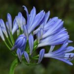 agapanthus umbellatus blue agapanto 3