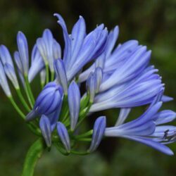 agapanthus umbellatus blue agapanto 3