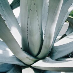 agave americana verde 1