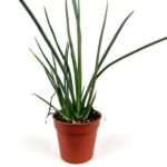 agave stricta