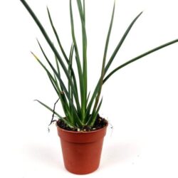 agave stricta