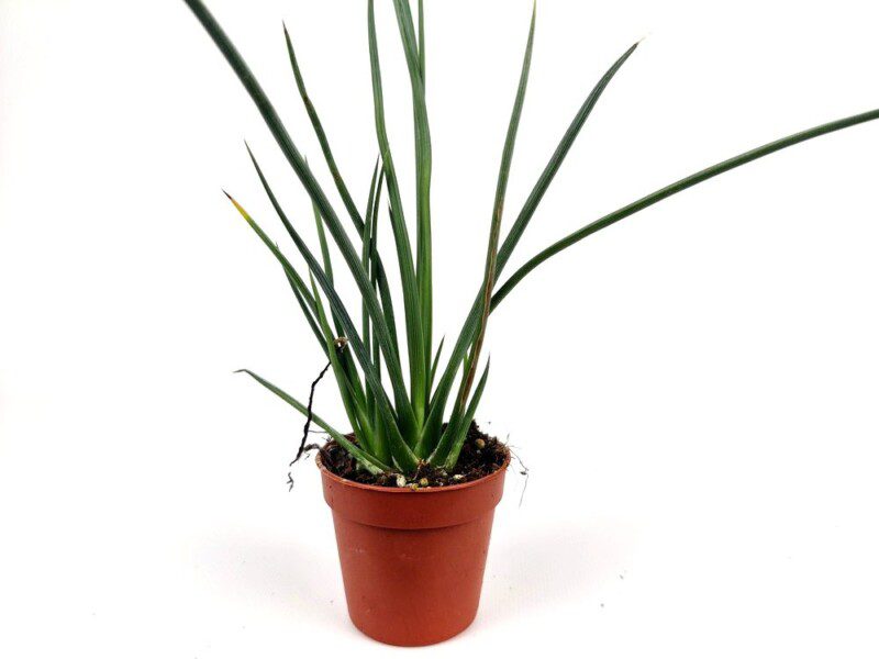 agave stricta agave stricta