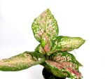 aglaonema spotted star 1