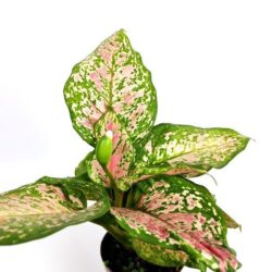 aglaonema spotted star 1