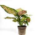 aglaonema spotted star