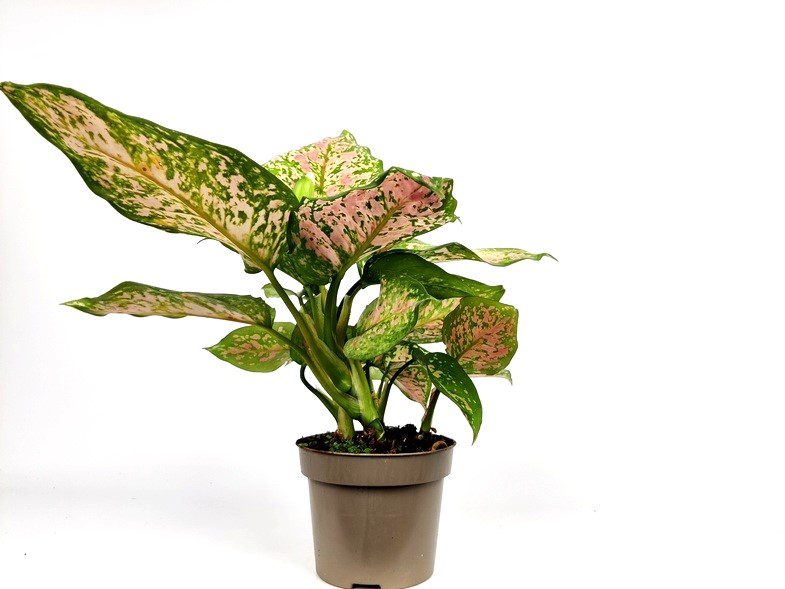 aglaonema spotted star aglaonema spotted star