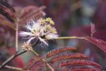 albizia julibrissina chocolate pendula acacia di costantinopoli 1