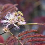 albizia julibrissina chocolate pendula acacia di costantinopoli 1