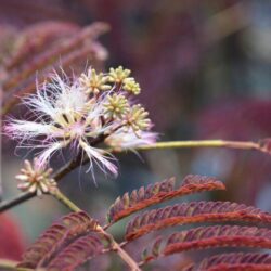 albizia julibrissina chocolate pendula acacia di costantinopoli 1