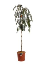 albizia julibrissina chocolate pendula acacia di costantinopoli 2