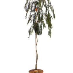 albizia julibrissina chocolate pendula acacia di costantinopoli 2