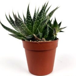 aloe aristata 1